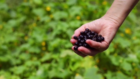 The collected black currant berries are poured out from the palm of the hand