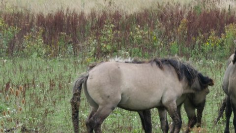 Goup of Konik horses in nature reserve