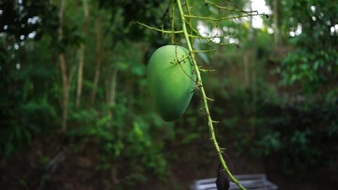 green mango hanging from a tree branch swaying in the wind in a season full of exotic tropical fruits