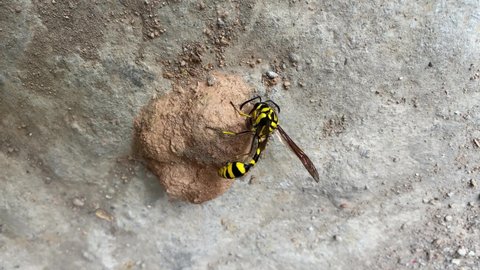 Asian giant hornet making hive on the ground 