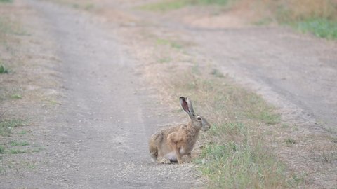 Wild European Hare Lepus Europaeus. Close up on a country road.