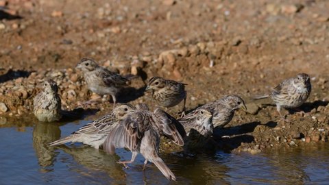 A group of songbirds drink water in the desert. Corn bunting Emberiza calandra