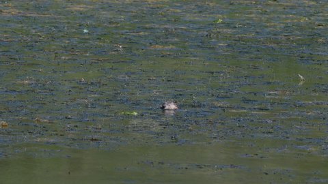 Muskrat Ondatra zibethica, eats in the pond, In the wild.