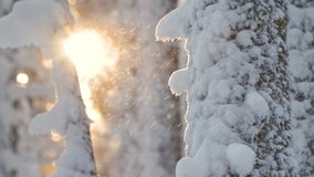 Bright sunny landscape with falling snow between pine trees during heavy snowfall in winter dense woods on cold quiet morning. - Powered by Shutterstock - Get 15% off with code: PIKWIZARD15