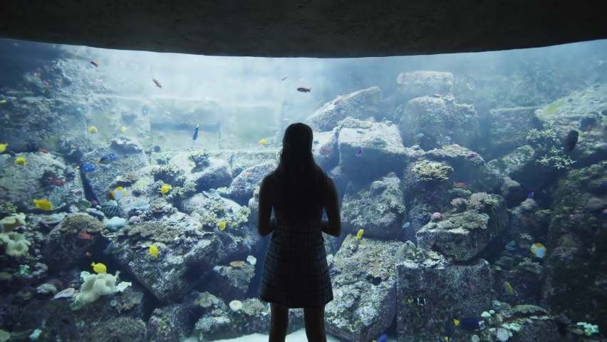 Woman touching the exhibit glass in Dubai Aquarium. Tourist enjoying the view of tropical fish in large aquarium fish tank Royalty-Free Stock Footage #1077406946