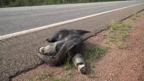 View of dead giant anteater, Myrmecophaga tridactyla, run over, killed by vehicle on the road. Wild animal roadkill in the amazon rainforest, Brazil. Concept of ecology, environment, biodiversity. 4K	