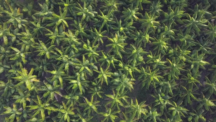 Drone aerial view of palm trees of acai berry fruit agriculture field in summer sunny day at farm in amazon rainforest, brazil. Concept of food, ecology, environment, biodiversity, euterpe oleracea 4K Royalty-Free Stock Footage #1077407360