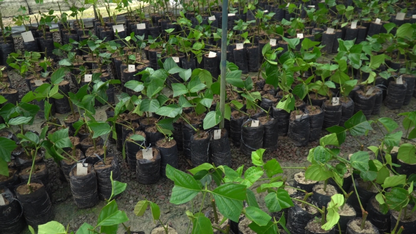 Brazilian Rosewood Pau Rosa tree seedlings in a nursery for reforestation in the amazon rainforest. Concept of environment, ecology, biodiversity, Aniba rosaeodora, bioeconomy, conservation, nature.	 Royalty-Free Stock Footage #1077407369