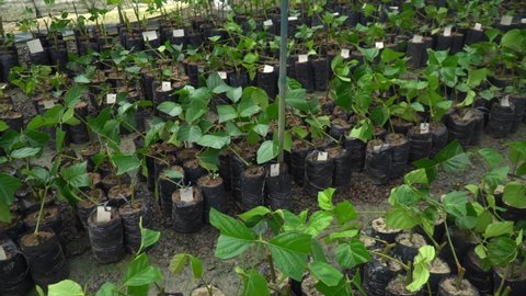 Brazilian Rosewood Pau Rosa tree seedlings in a nursery for reforestation in the amazon rainforest. Concept of environment, ecology, biodiversity, Aniba rosaeodora, bioeconomy, conservation, nature.	