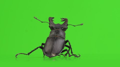 Lucanus cervus, stag beetle on green screen. Close up, isolated, rotating turntable shot