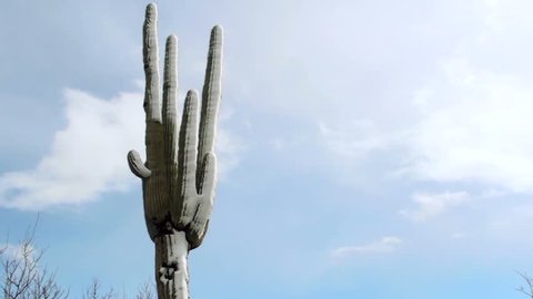 Snow slides off one tall arm of a giant saguaro cactus in a single sheet. 1080p