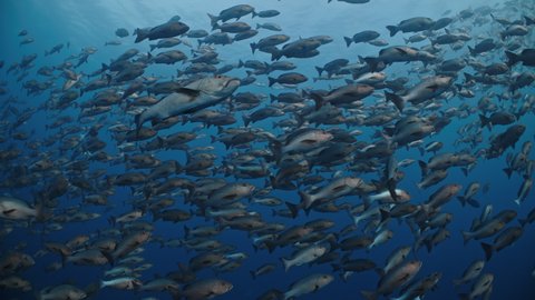 Underwater shot of large school of red snapper swimming across frame in blue water