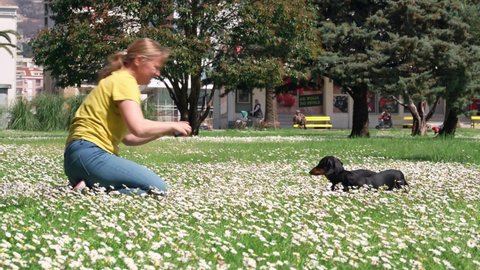Blonde woman takes picture of dachshund dogs with phone on picturesque lawn of blooming chamomiles IN city park on spring day
