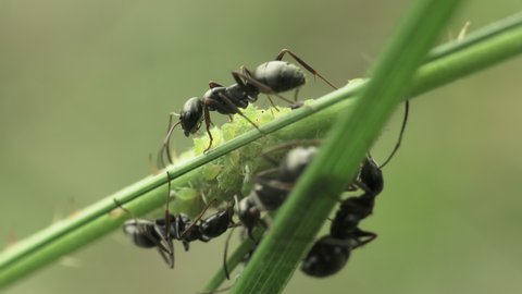Macro of black ants on a green stem of a plant guarding aphids and collecting honeydew secreted by them. 