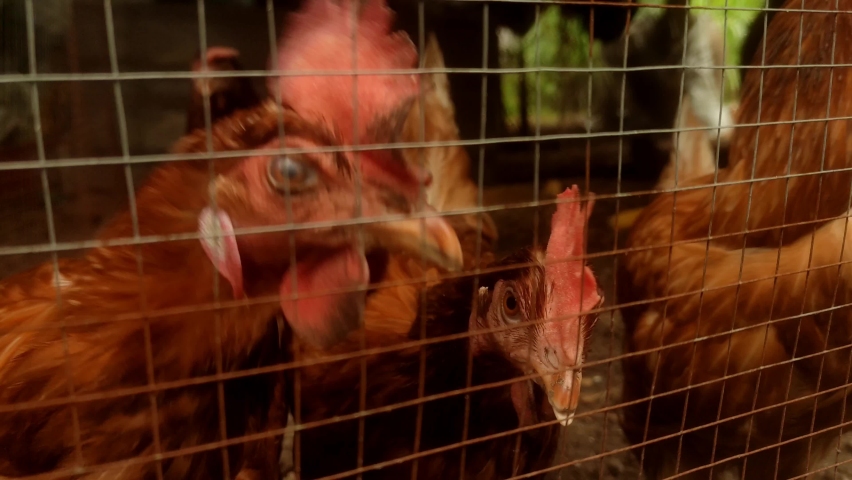 Chickens eat grains on a farm Chickens on the farm Love animals, love the world, Saraburi, Thailand