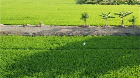 Aerial view, low flying over paddy field.