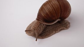 A large grape snail on a white background, close-up video, the concept of eating a snail at home. Helix pomatia also Roman snail. Shallow depth of field