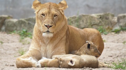 4K - Lioness licking lion cubs