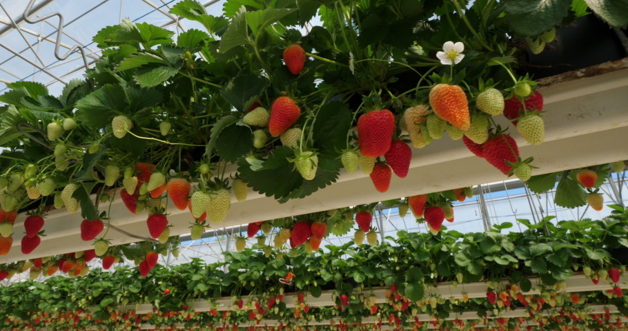 Strawberries growing under green houses in southern France. Royalty-Free Stock Footage #1077425228