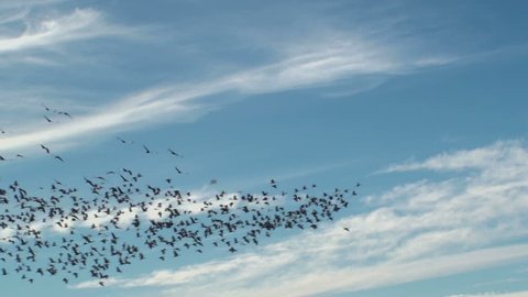 Beautiful bird flight scenic created in clouds, blue sky. 1920x1080
