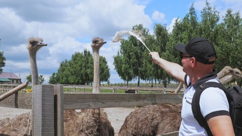 ostrich farm. Man plays with ostriches, standing behind wooden fence, in the yard of poultry farm outdoors. Ostriches farming.
