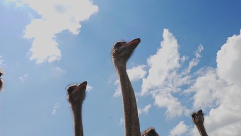 ostrich farm. Ostriches farming. close-up. ostrich heads with beaks, on long necks, against a blue sky with clouds.