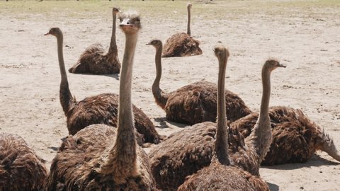 ostrich farm. group of big ostriches are sitting on the ground in the paddock, yard of poultry farm outdoors. Ostriches farming