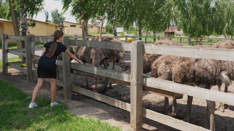 ostrich farm. the girl, standing behind wooden fence, feeds the group of big ostriches at poultry farm outdoors. Feeding ostriches. Ostriches farming