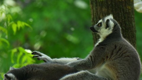 A pair of gray lemurs are relaxing. Reserve natural background. Two lemurs.