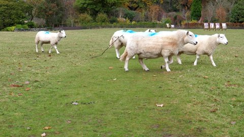 50 Sheep Looking Back Stock Video Footage - 4K and HD Video Clips | Shutterstock 50 Sheep Looking Back Stock Video Footage - 4K and HD Video Clips | Shutterstock