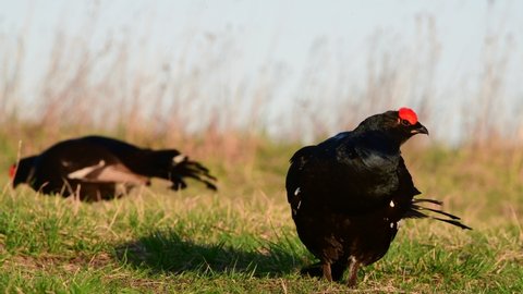 Male Black Grouse in the breeding season, at his lek site in spring. Black Grouse, Tetrao tetrix, lekking at sunny morning. Black grouse in natural habitat.