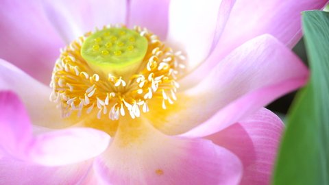 pink lotus flower and yellow pollen on green lotus leaf, closeup of view 