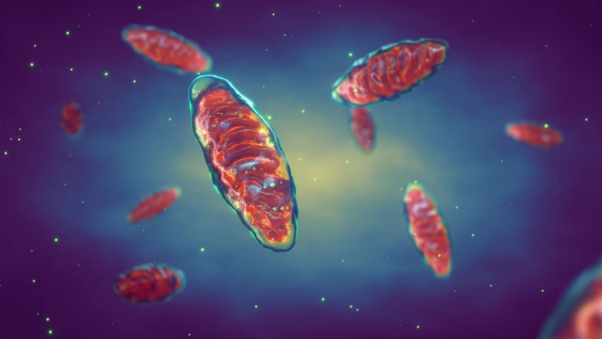 Mitochondria are cellular organelles found in most eukaryotic organisms. Adenosine triphosphate (ATP) is generated in mitochondria and is a source of chemical energy Royalty-Free Stock Footage #1077443783