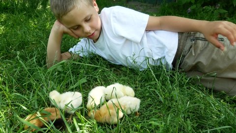 A cute boy of 6-7 years old lies on the green grass and plays with little chickens. Communication of the child with nature. Acquaintance of the child with animals and birds 