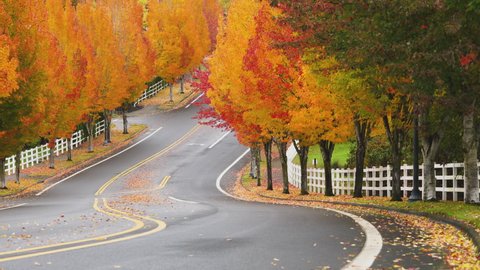 Senior Man Riding Bicycle Along the S Curve Road with Trees in Autumn Foliage