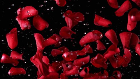 Super slow motion of flying rose petals on black background. Filmed on high speed cinema camera, 1000 fps.
