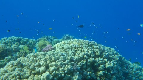 Slow motion, Colorful tropical fishes swims above top coral reef onin the shallow water. Underwater life in the ocean. Camera slowly moving forwards approaching a coral reef in sunlight