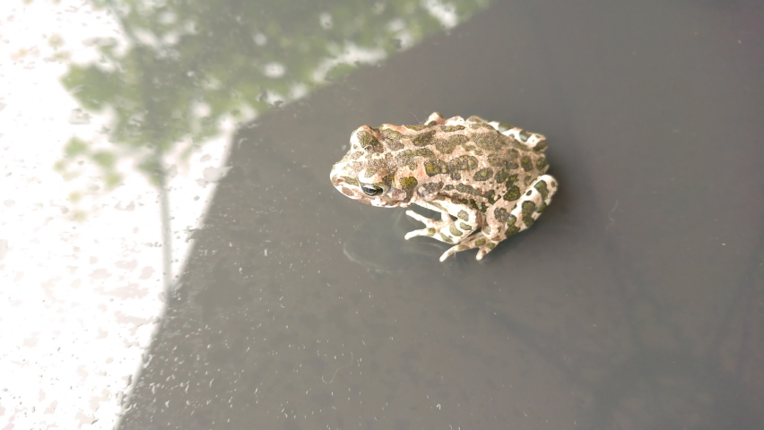 Common frog on glass after rain.