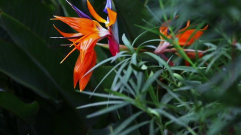Strelitzia flowers of the Bird of Paradise
