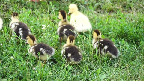 Little fluffy ducklings. Muscovy duck (Cairina moschata) is a large duck native to the Americas. Domestic subspecies, Cairina moschata domestica, is commonly known in Spanish as the pato criollo.