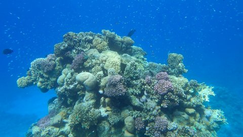 Slow motion, Colorful tropical fishes swims near beautiful coral reef on the shallow water. Underwater life in the ocean. Camera slowly moving forwards approaching a coral reef in sunlight
