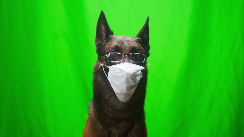 Malinois bard wearing glasses and medical protective mask sitting on green background, close-up of Belgian shepherd dog looking in camera. Shooting domestic pet in studio. 