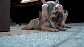 4k video of a adorable french bulldog lying on tile floor while it's owner sitting behind holding its leash in Lidzbark, Poland.