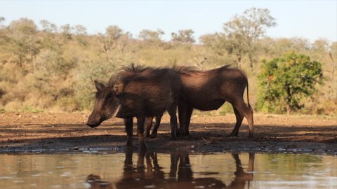 Hairy warthogs in shade drink water from golden morning African pond