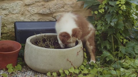Funny Australian Shepherd Dog Puppy Explores Garden Digs Up Plant Pot Head First