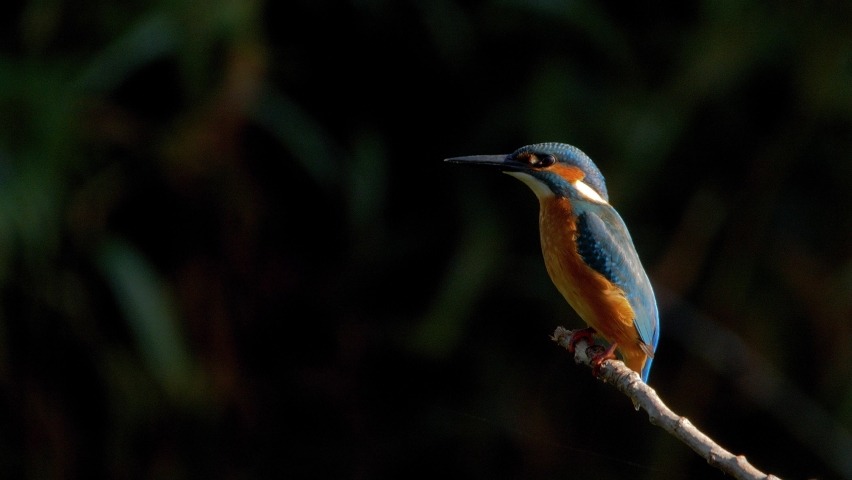 The common kingfisher (Alcedo atthis) also known as the Eurasian kingfisher in natural habitat Royalty-Free Stock Footage #1077465845