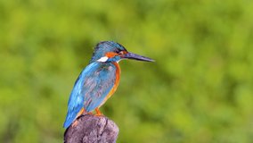 The common kingfisher (Alcedo atthis) also known as the Eurasian kingfisher in natural habitat