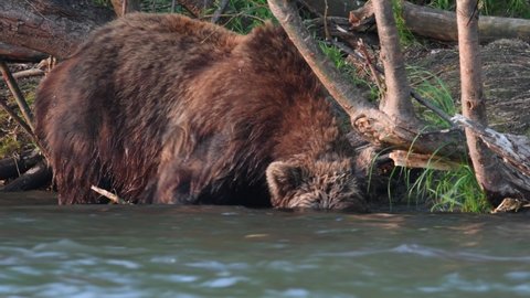 Brown bear dives into a river for a salmon. Brown bear fishing for salmon. Brown bear chasing sockeye salmon at a river. Kamchatka brown bear, scientific name: Ursus Arctos Piscator. Natural habitat. 