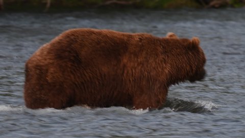 Brown bear fishing for salmon. Brown bear chasing sockeye salmon at a river. Kamchatka brown bear, scientific name: Ursus Arctos Piscator. Natural habitat. Kamchatka, Russia.