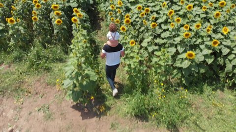 DRONE AERIAL FOOTAGE: A happy father carries his son on his shoulders above the sunflowers field. Top view onto agriculture field with blooming sunflowers. Summer landscape with big yellow farm field.